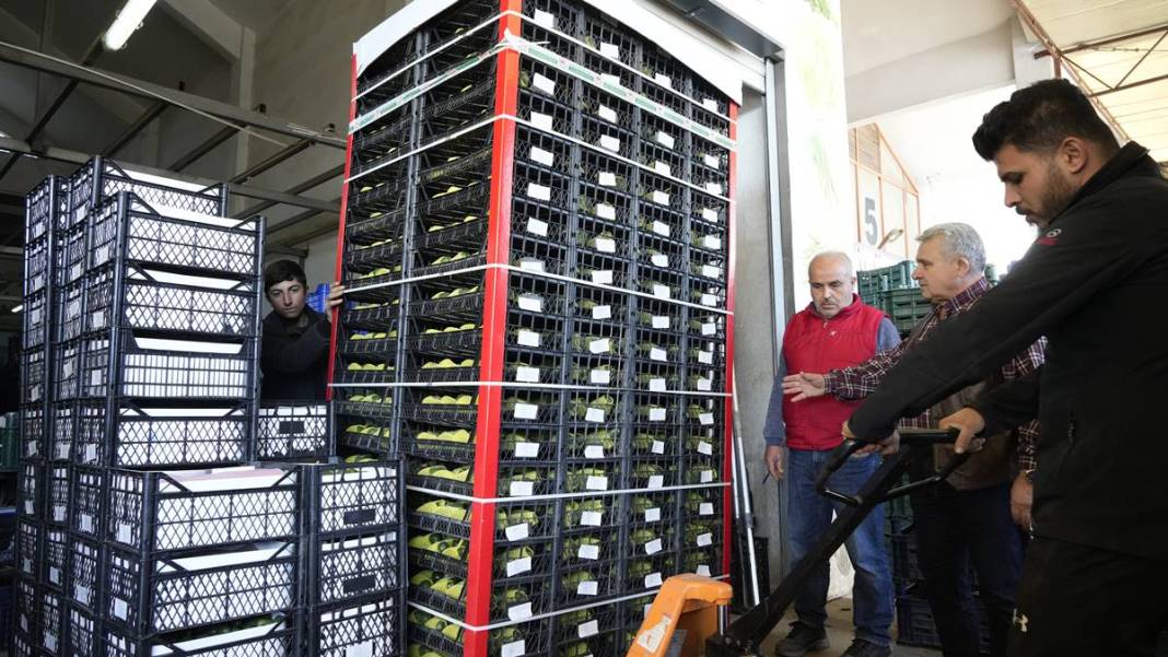 Talebe yetişemiyorlar, adeta yok satıyor! O ilimizde yerli tropikal meyve hasadı başladı 3